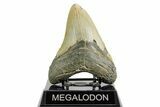 Fossil Megalodon Tooth - North Carolina #361698-2